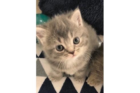 成約済の大阪府のマンチカン-6498の1枚目